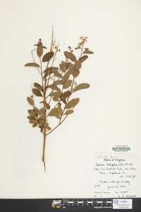 Spiraea alba image