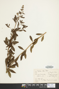 Spiraea alba image