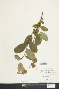 Spiraea betulifolia image