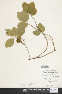 Spiraea betulifolia image