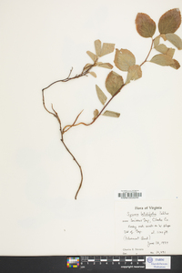 Spiraea betulifolia image