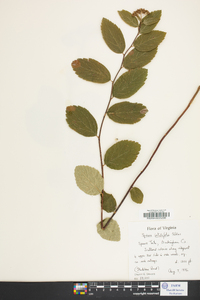 Spiraea betulifolia image