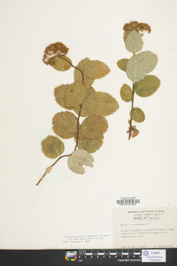 Spiraea betulifolia image