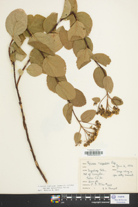 Spiraea betulifolia image