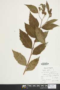 Spiraea japonica image