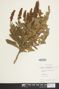 Spiraea salicifolia image