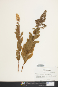 Spiraea latifolia image