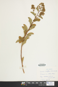 Spiraea latifolia image