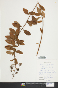 Spiraea latifolia image