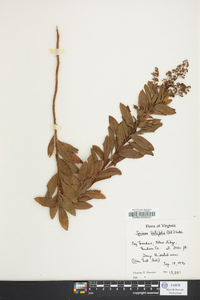 Spiraea latifolia image