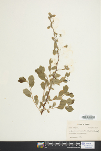 Spiraea × vanhouttei image