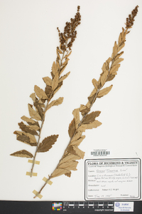 Spiraea tomentosa image