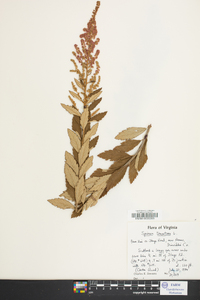 Spiraea tomentosa image