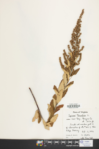 Spiraea tomentosa image