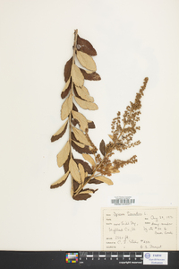 Spiraea tomentosa image