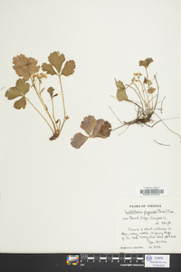 Waldsteinia fragarioides image