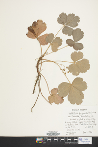 Waldsteinia fragarioides image