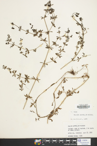 Galium asprellum image