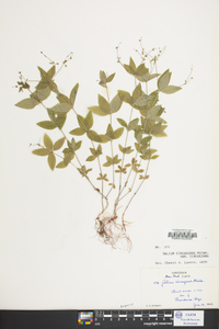 Galium circaezans image