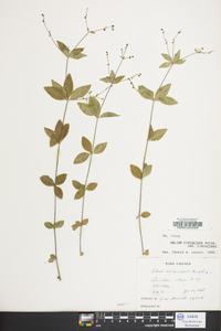 Galium circaezans image