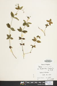 Galium circaezans image