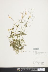 Galium concinnum image