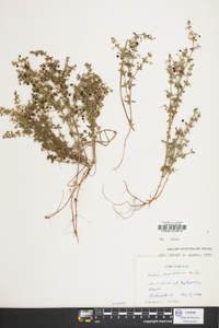 Galium hispidulum image