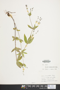 Galium lanceolatum image