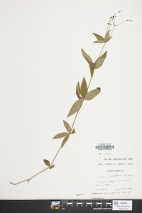 Galium lanceolatum image