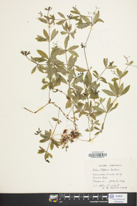 Galium latifolium image