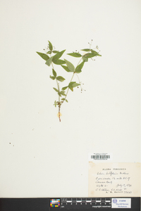 Galium latifolium image