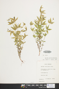 Galium latifolium image