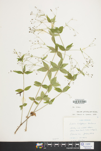 Galium latifolium image