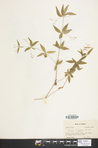 Galium latifolium image