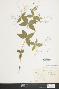 Galium latifolium image