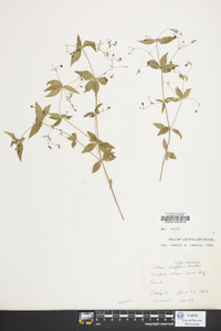 Galium latifolium image