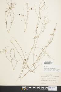 Galium obtusum image