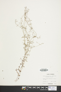 Galium obtusum image