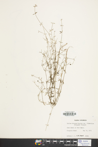 Galium obtusum image