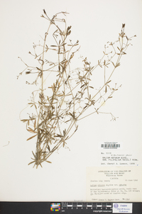 Galium obtusum image