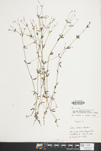 Galium obtusum image