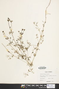 Galium obtusum image