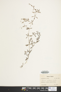 Galium obtusum image