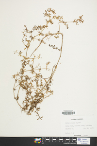 Galium obtusum image