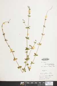 Galium pilosum image