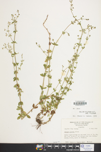 Galium pilosum image