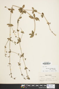 Galium pilosum image