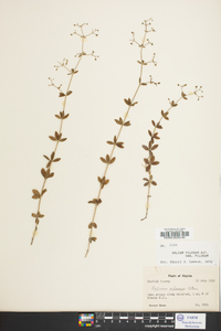 Galium pilosum image