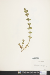 Galium pilosum image