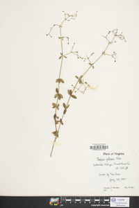 Galium pilosum image